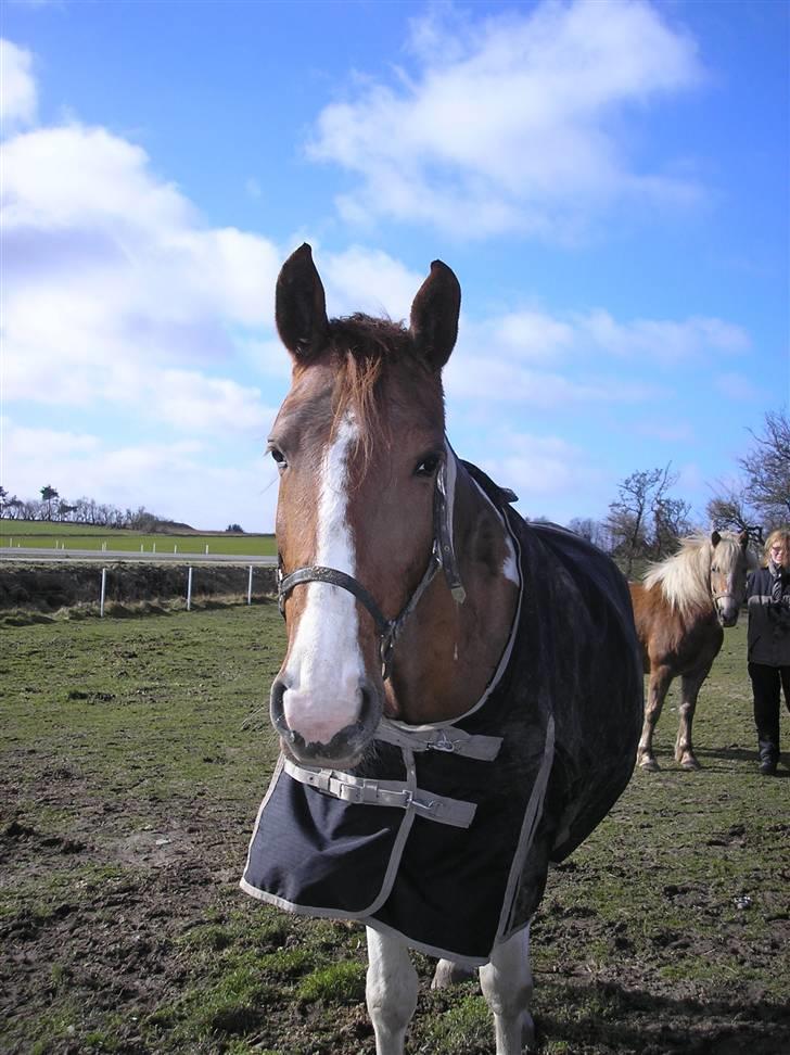 Pinto Horsebjerg Fleur billede 17
