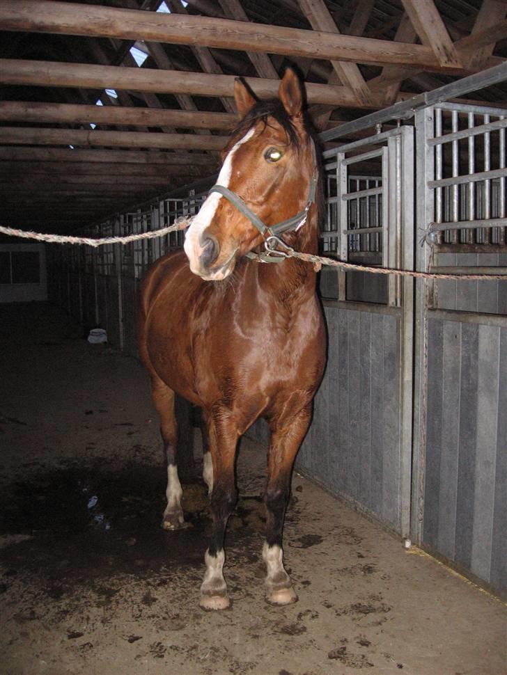 Dansk Varmblod Camille - Mille inde i stalden billede 8