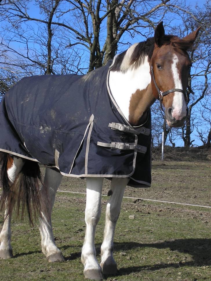 Pinto Horsebjerg Fleur billede 19