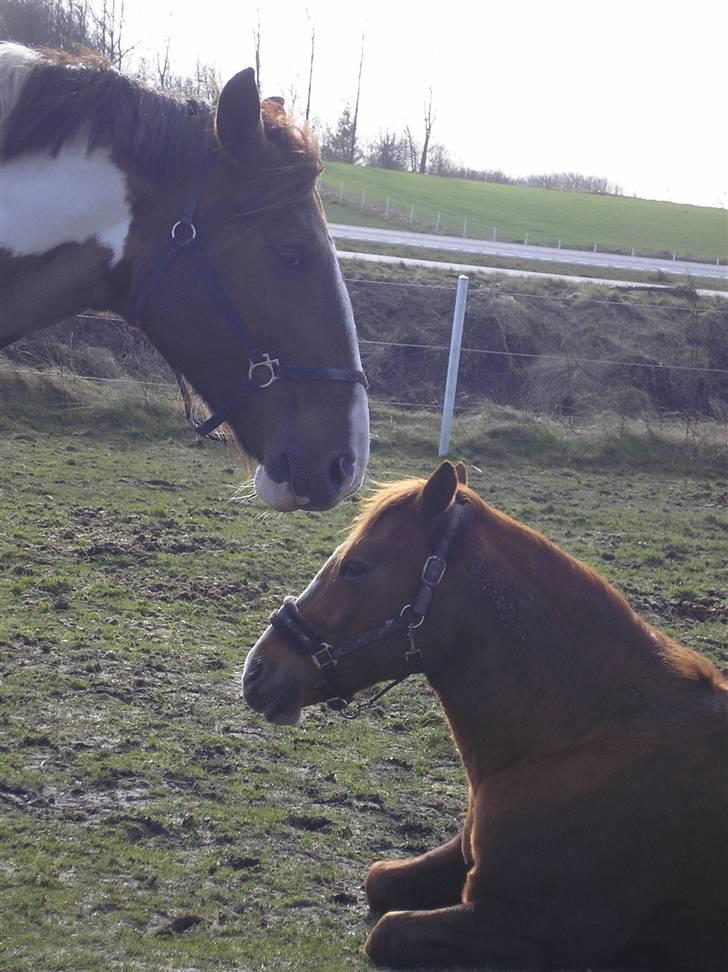 Pinto Horsebjerg Fleur billede 20