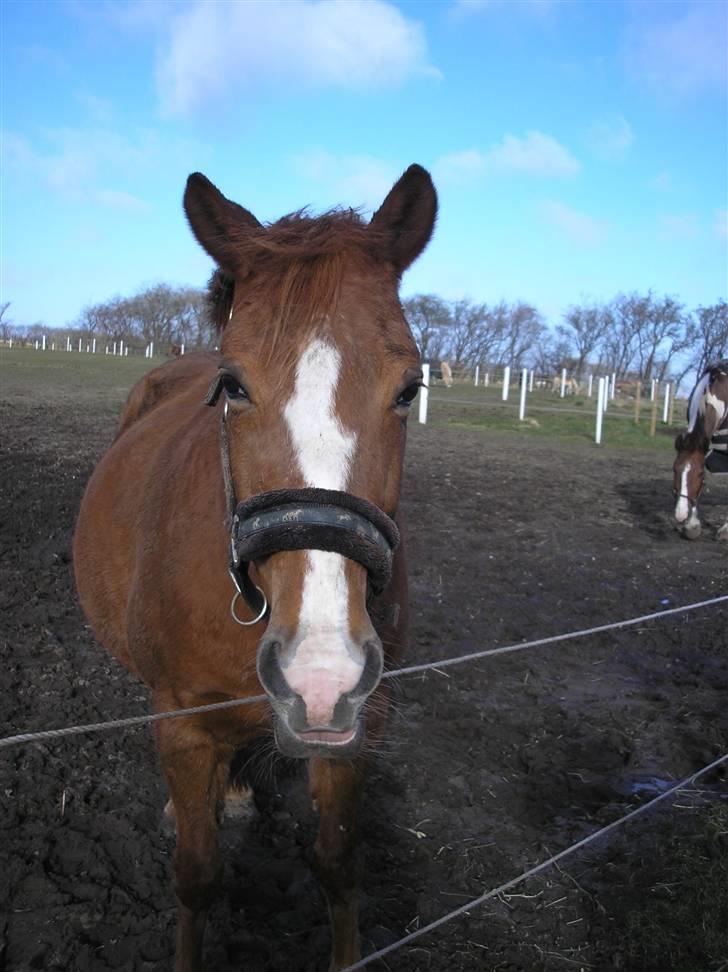 DSP Safirs Laika billede 17