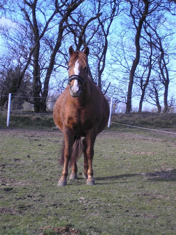 DSP Safirs Laika billede 18