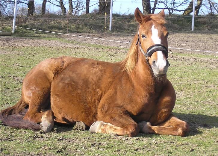 DSP Safirs Laika billede 19