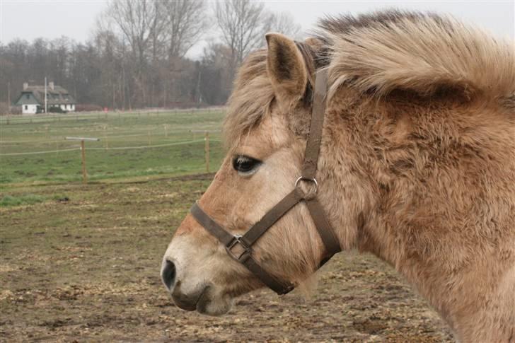Fjordhest Tea Halsnæs EFJ9348  billede 13