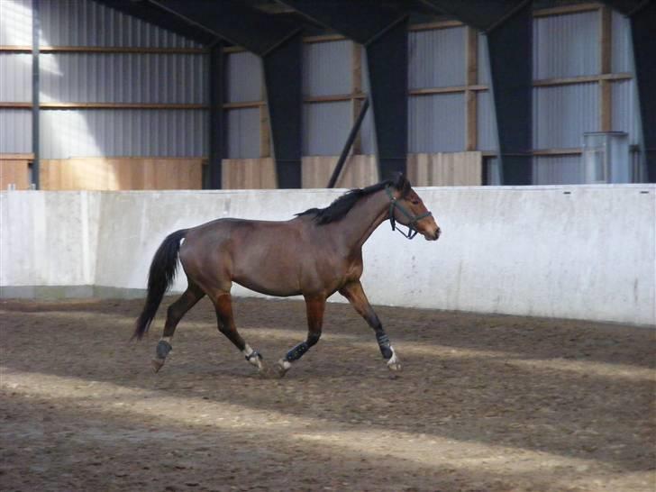 Dansk Varmblod Camille - Mille i midde trav billede 11