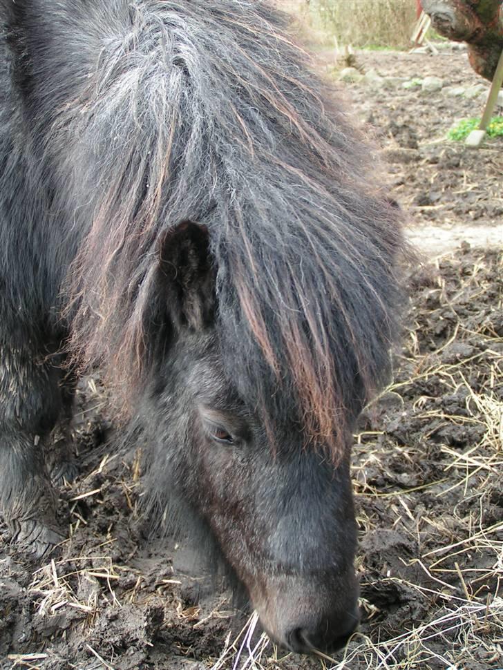 Shetlænder Kellas Penny Rose - UDLÅNT- - - og pandelokken vokser billede 7