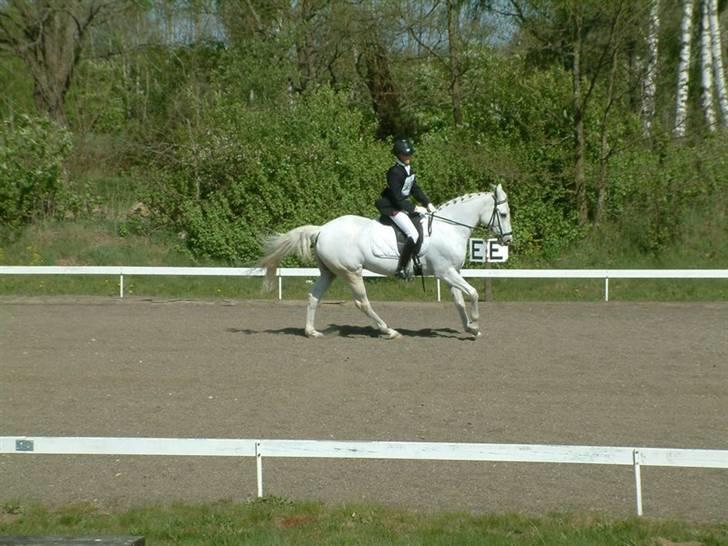 DSP sharon billede 15