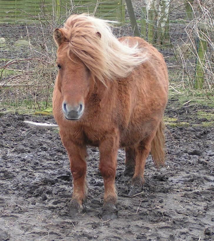 Shetlænder Thorshøjs Menja - En måned til foling - det må blive et stort føl og meget mor billede 9