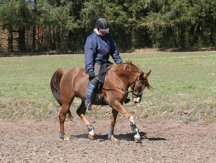 Arabisk fuldblod (OX) A/g's jet'aime ox - April2010,Pernille er til undervisning billede 13