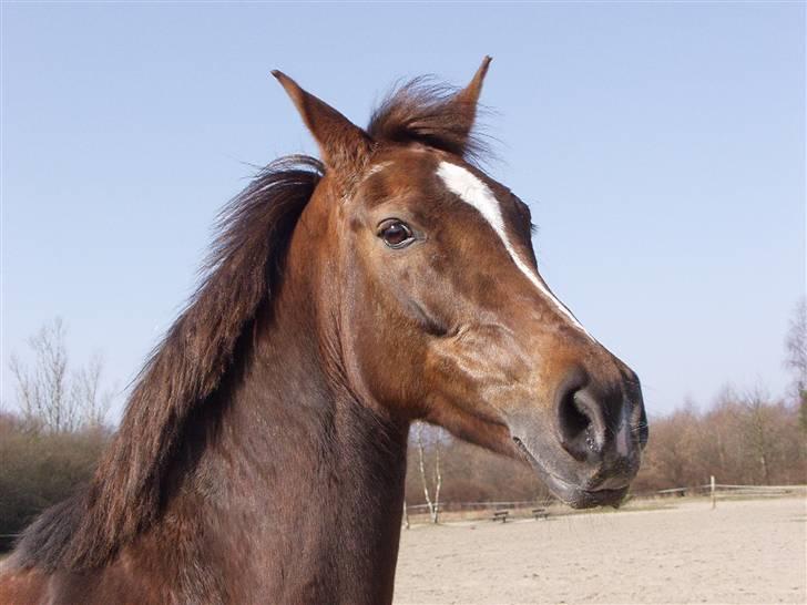 Arabisk fuldblod (OX) sabrina *passer* - Brina, på fold d. 4/3-09 billede 7