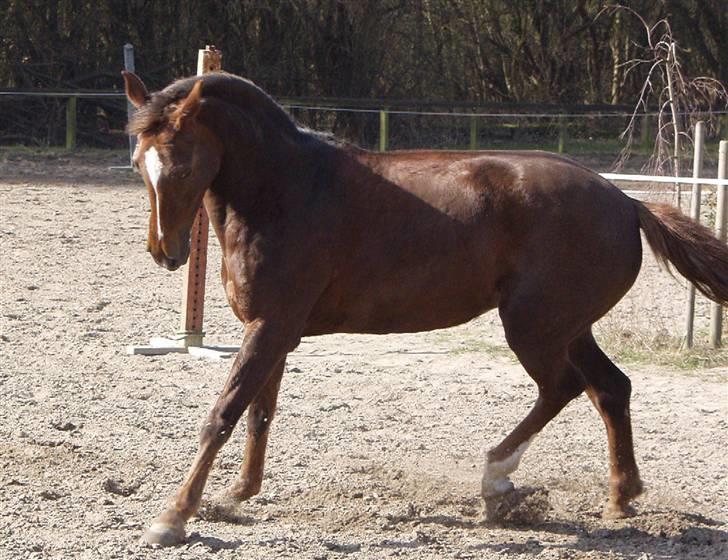 Arabisk fuldblod (OX) sabrina *passer* - Hun kan sku ogs på folden (: billede 13