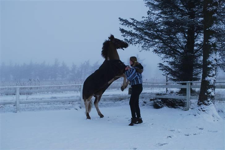 Anden særlig race Charlie *B-PONY* **R.I.P D. 13.03.2012** - Charlie viser Heidi, at han kan blive højere end hende... billede 4