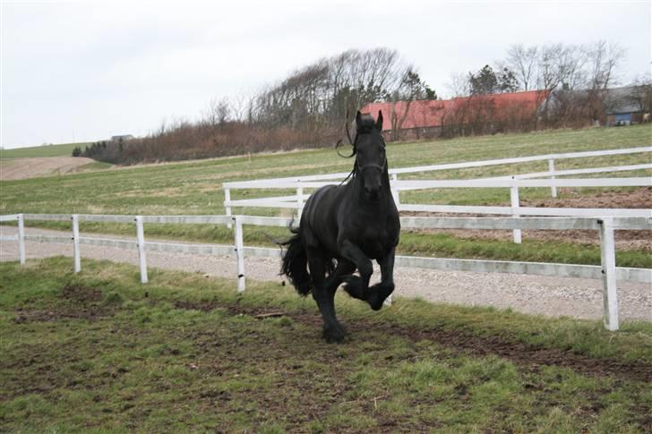 Frieser Dirk Jan K. STER - Dejlig forårsdag... billede 18