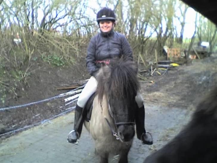Islænder Helga fra Dolmer - hun er rigtig dejlig at ride på, men man skal dog kende hende.. :) billede 15