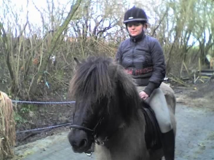 Islænder Helga fra Dolmer - Min første tur på Helga. :) billede 16