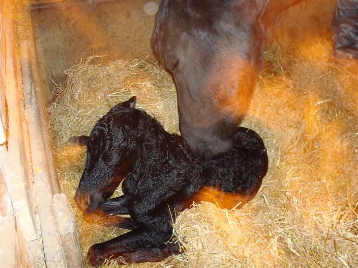 Frieser Idske Van De Stüken billede 12