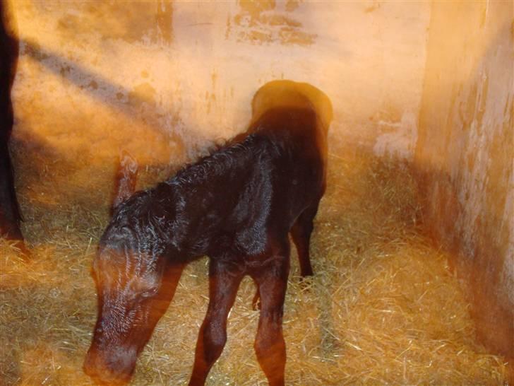 Frieser Idske Van De Stüken billede 17