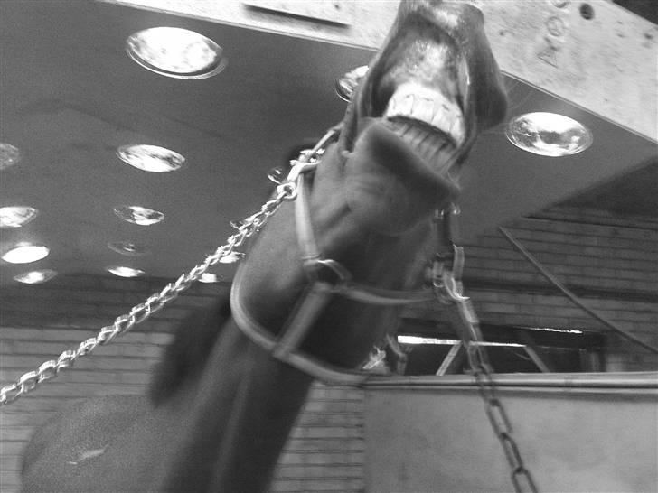 Anden særlig race Lucky Casmir (Bamse) - Griner haha fuun <3 ! billede 11