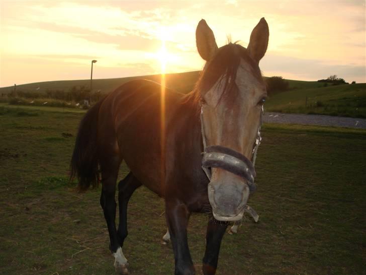 Anden særlig race Cassiopia billede 1