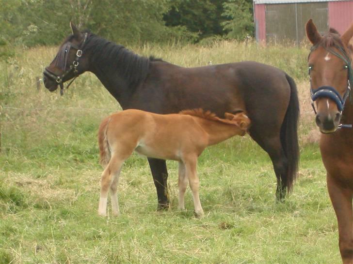 Anden særlig race Cassiopia billede 2
