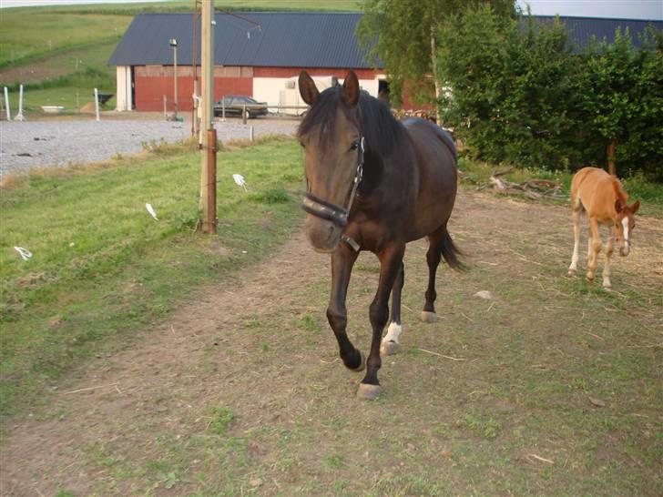 Anden særlig race Cassiopia billede 3
