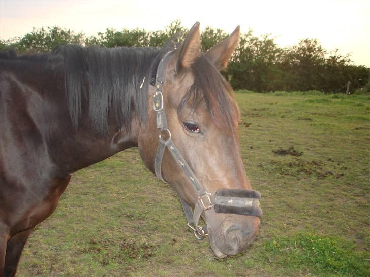 Anden særlig race Cassiopia billede 4