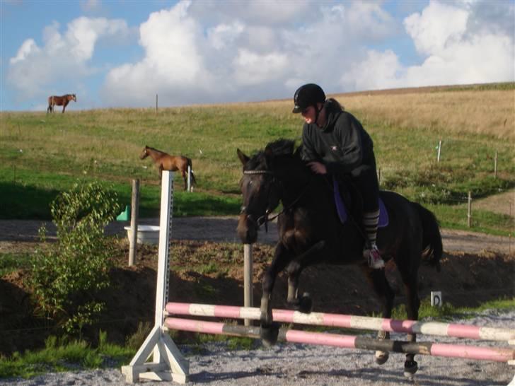 Anden særlig race Cassiopia billede 5