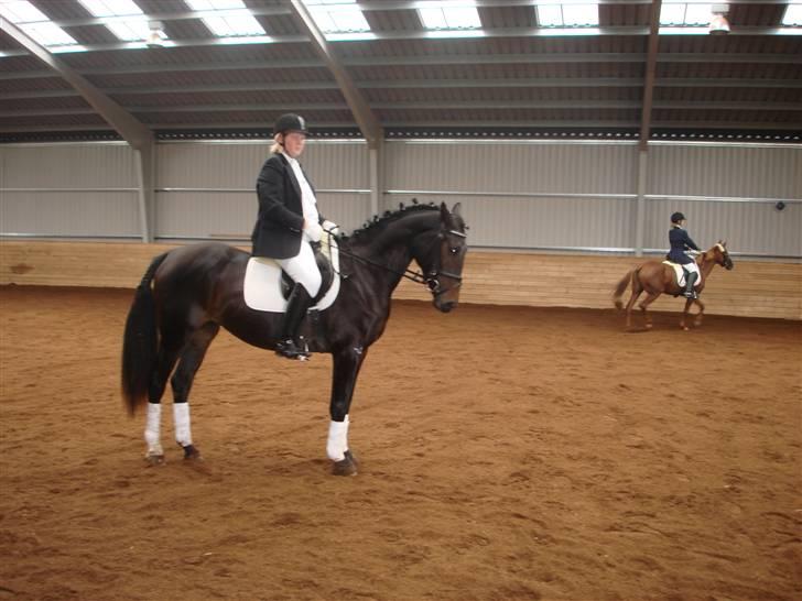 Anden særlig race Cassiopia billede 6