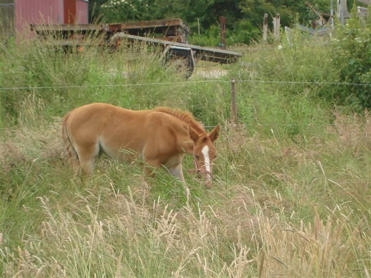 Anden særlig race Midtnight Light Monique billede 1