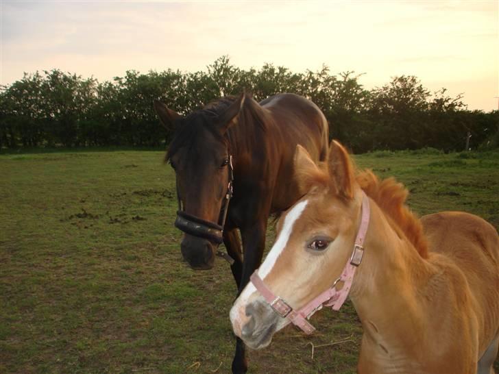 Anden særlig race Midtnight Light Monique billede 2