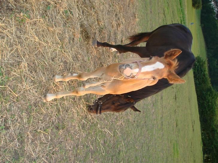 Anden særlig race Midtnight Light Monique billede 3