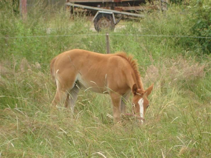 Anden særlig race Midtnight Light Monique billede 4
