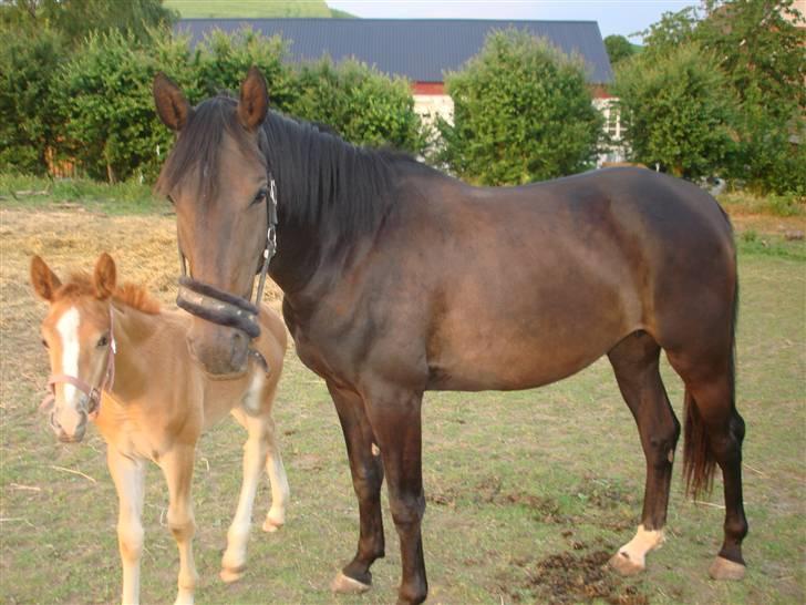 Anden særlig race Midtnight Light Monique billede 5