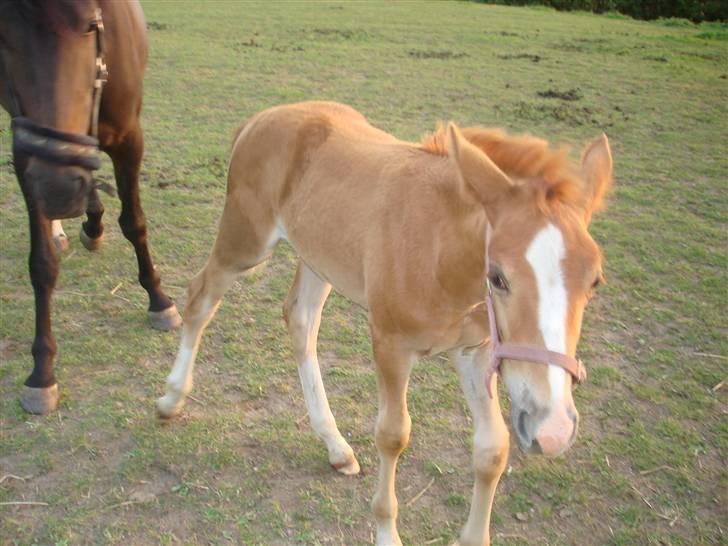 Anden særlig race Midtnight Light Monique billede 6