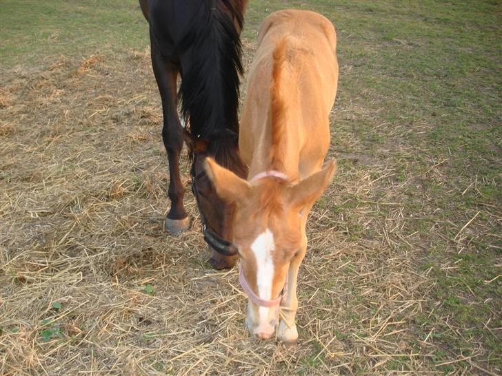 Anden særlig race Midtnight Light Monique billede 7