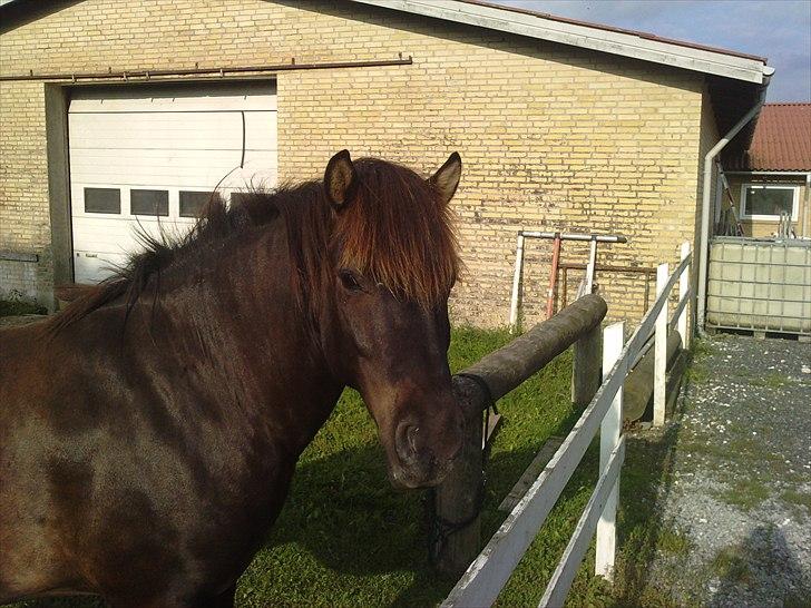 Islænder My Sunbeam (Banditten) billede 1