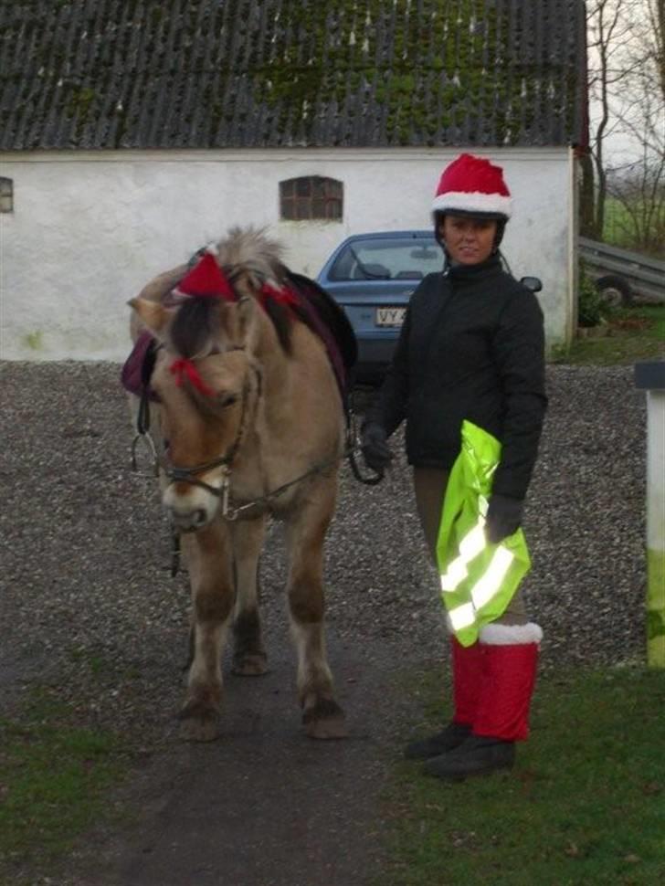 Fjordhest Prins - Juledag år 2006 Prins og Louise billede 2