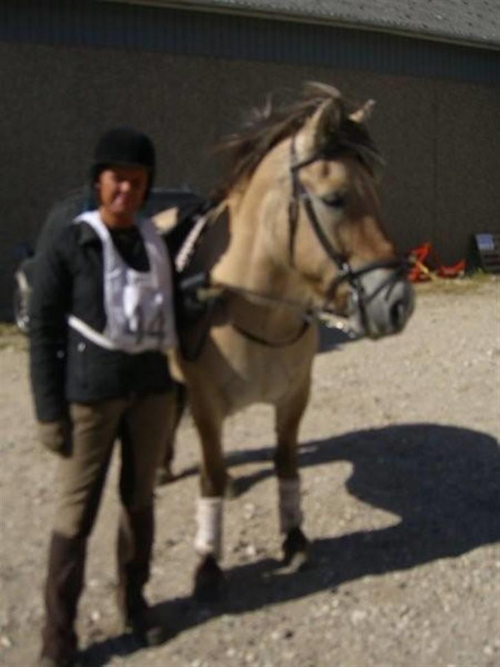 Fjordhest Prins - Distancestævne i Dr.lund 2007 billede 9