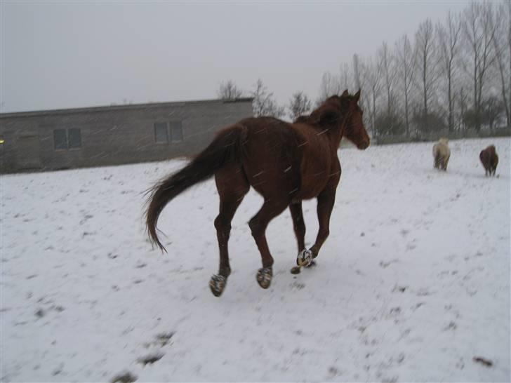 Dansk Varmblod Windy   - *20* billede 20