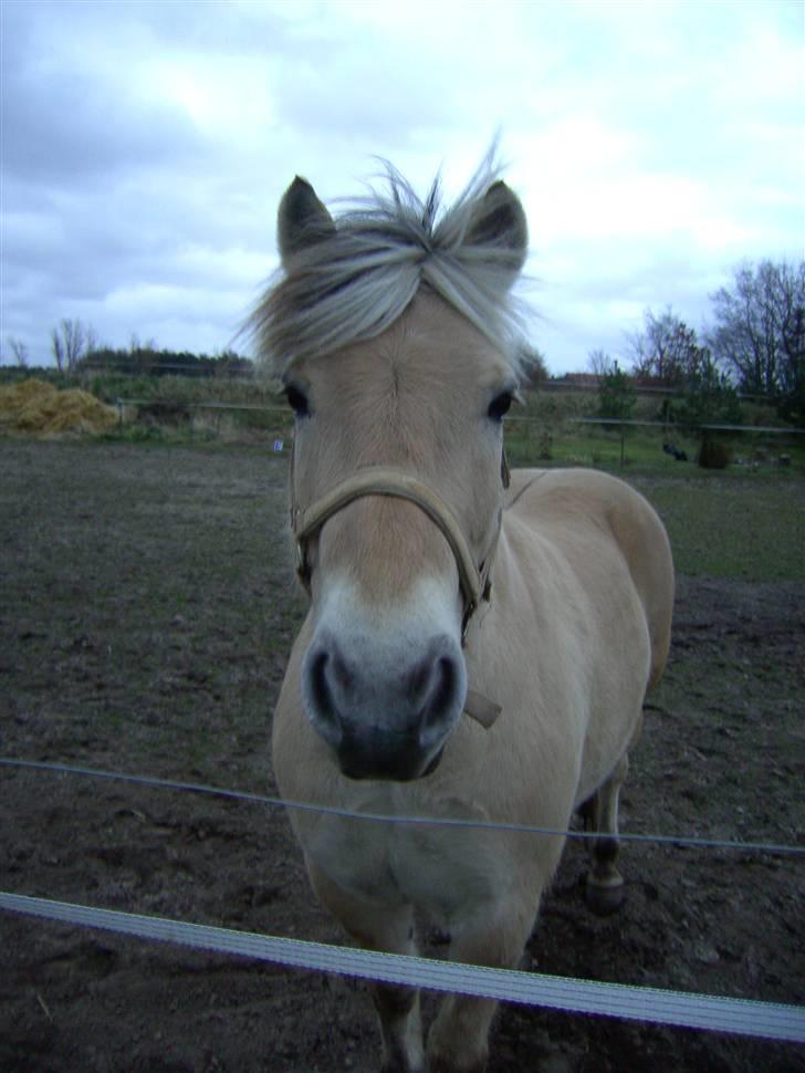 Fjordhest Lasse - 1/3 2008 billede 2