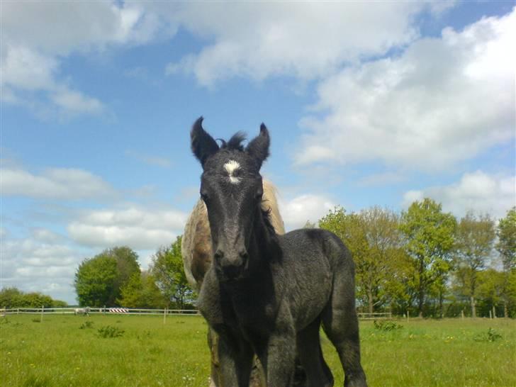 Knabstrupper Bendroffs Freja - Hejza..Det er Freja er hun ikke bare vidunderlig<3 billede 1