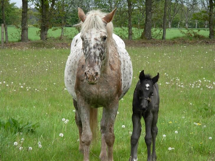 Knabstrupper Bendroffs Freja - Davs.. det er min mor og mig:D billede 2