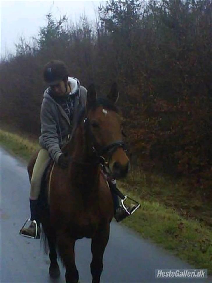 Dansk Varmblod Ranatha Girl billede 20