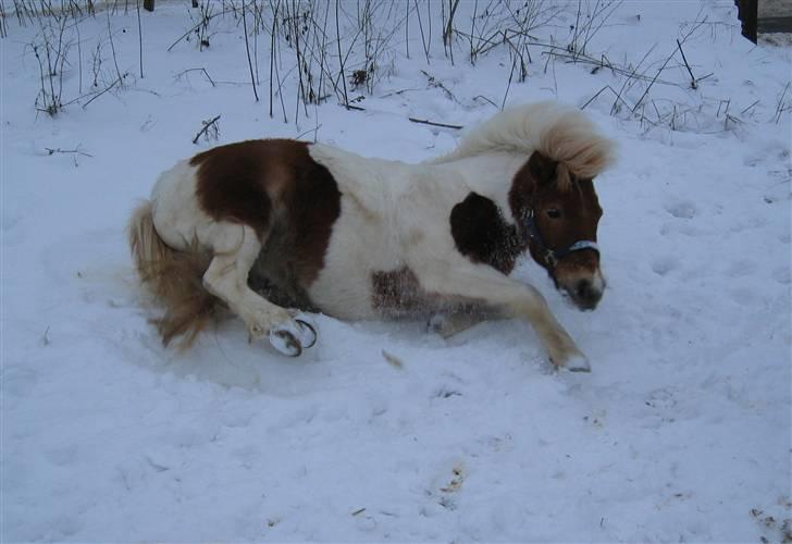 Anden særlig race - † Matros/Wingo † R.I.P - Så sød han er den lille Matros... Første gang han var ude i sne... billede 3