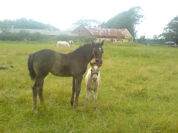 Knabstrupper Bendroffs Freja - Det er mig sammen med min gode ven Leopol<3 billede 5