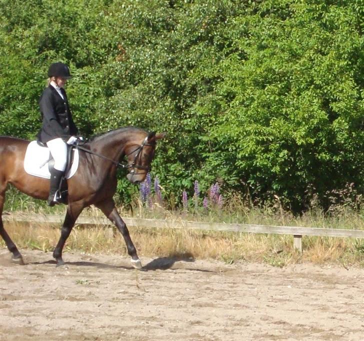Anden særlig race Jamo - RIP 30/05 - 2011:'( - Opvarmingsbanen lørdag d. 5 april  billede 9