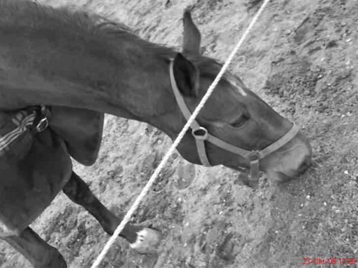 Anden særlig race Jamo - RIP 30/05 - 2011:'( billede 12