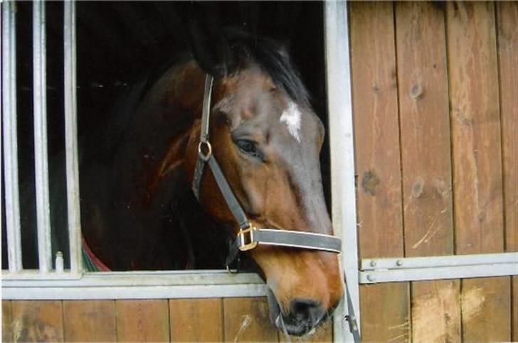 Dansk Varmblod Svante (RIP 2015) - Just testing that the doglish is tired securly to my stall billede 4