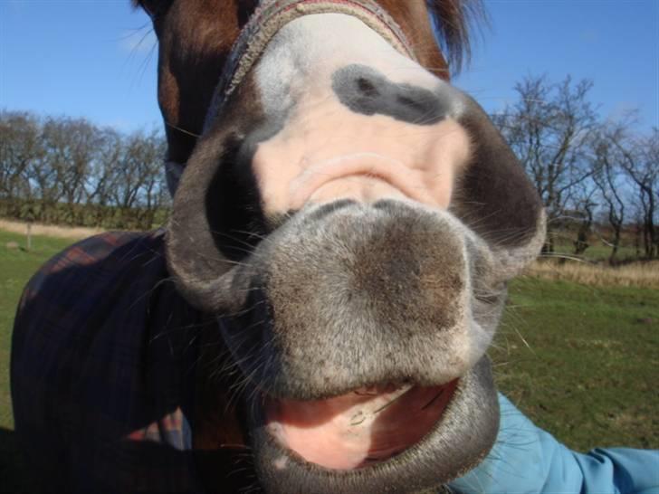 New Forest Egeballes Joker SOLGT  - Mulebillede (: billede 4