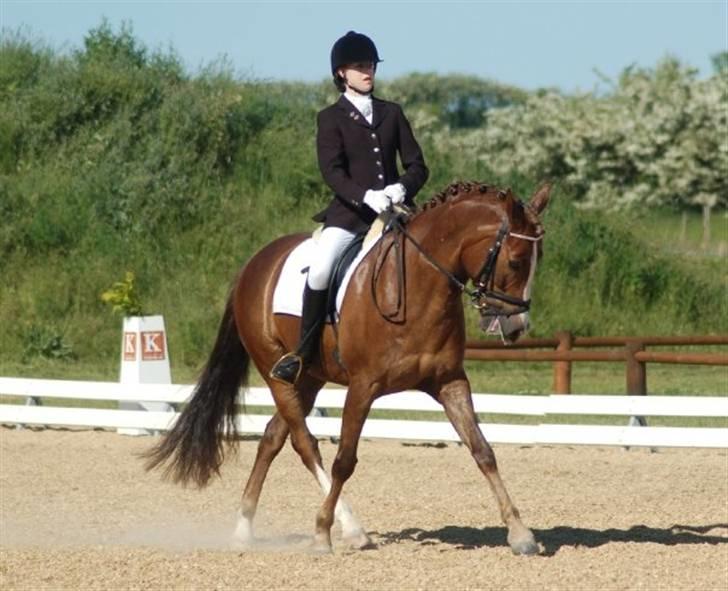 New Forest Egeballes Joker SOLGT  - Joker til C og B stævne i Hjallerup billede 5